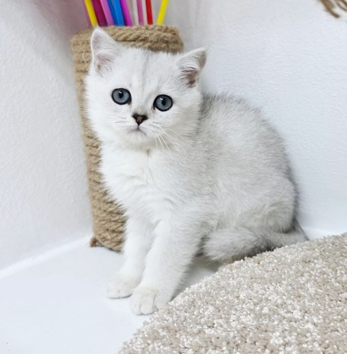 Британский котик и кошечка