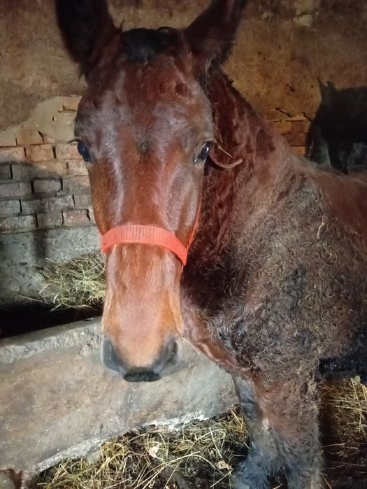 Mînz de vînzare de 10 luni