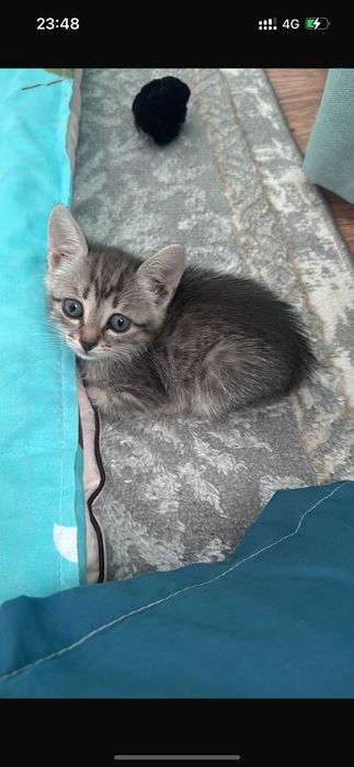 Кошка лоток ка уйренген