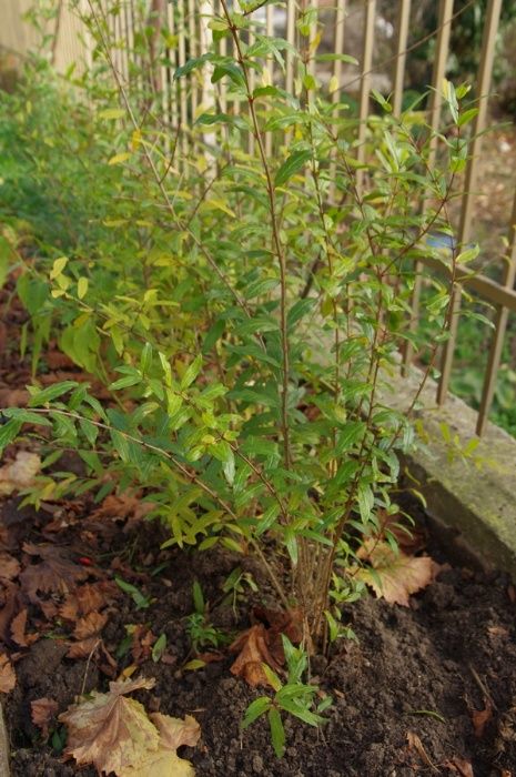 Нар. Аклиматизирани фиданки  .