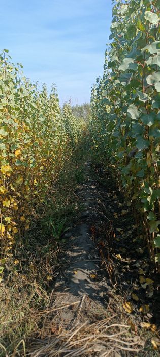 Terak kochatlar optim