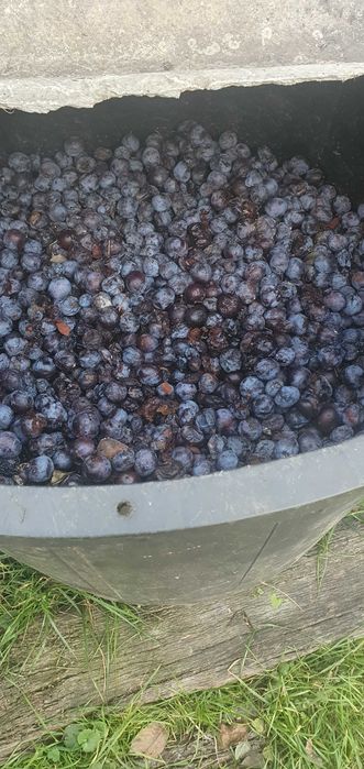 Monturi pt țuică mix prune