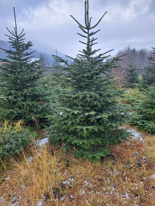 Vând brazi la ghiveci