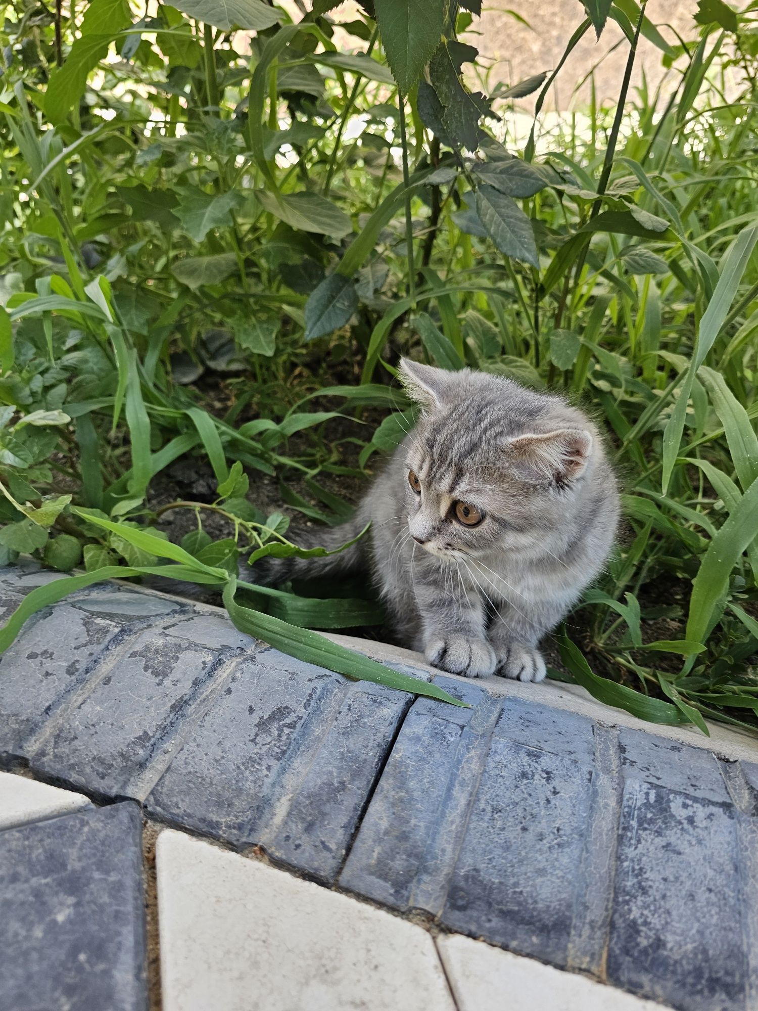 Котёнок 3 месяц 3 айлық мысық еркек паспорт имеется есть нормально