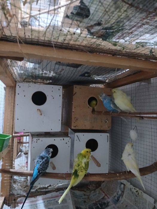 Babichkalar sotiladi soglom parasi 500 ming