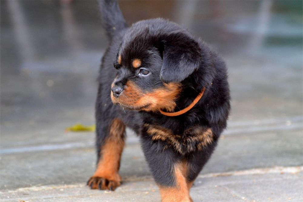 De vânzare pui rottweiler cu pedigree.
