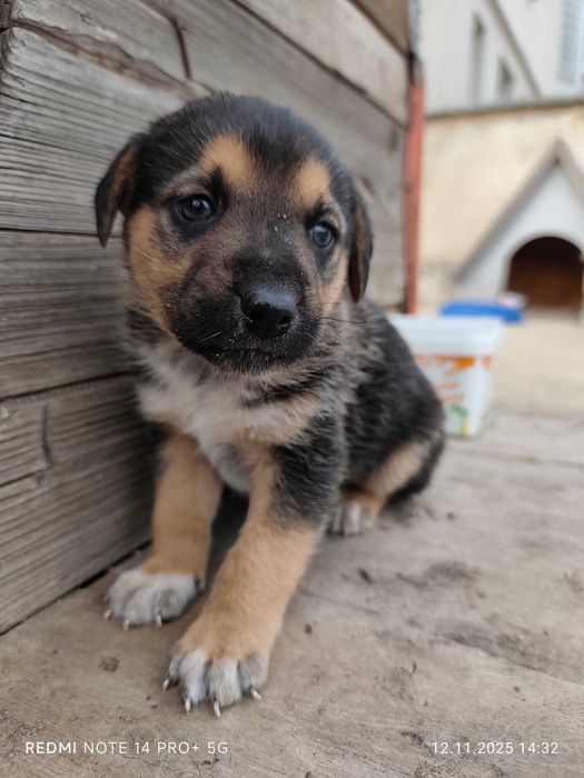 Подарявам бебета кученца