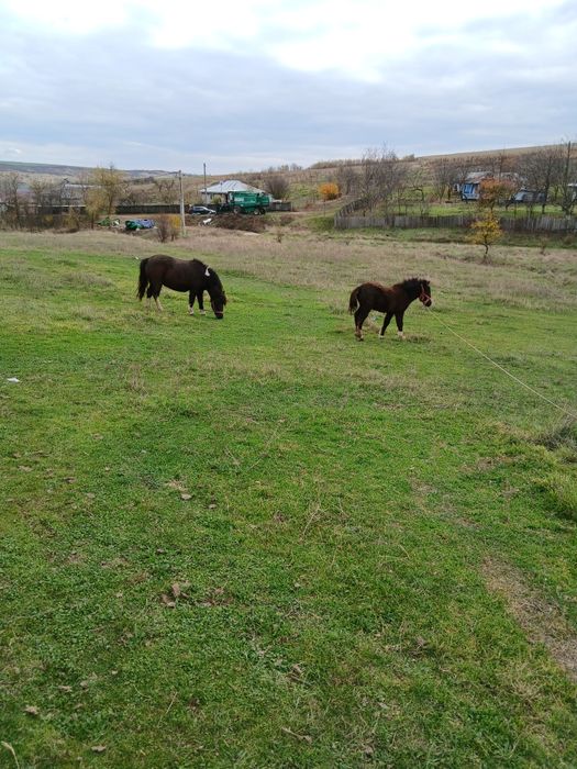 Ponei iapă și manză
