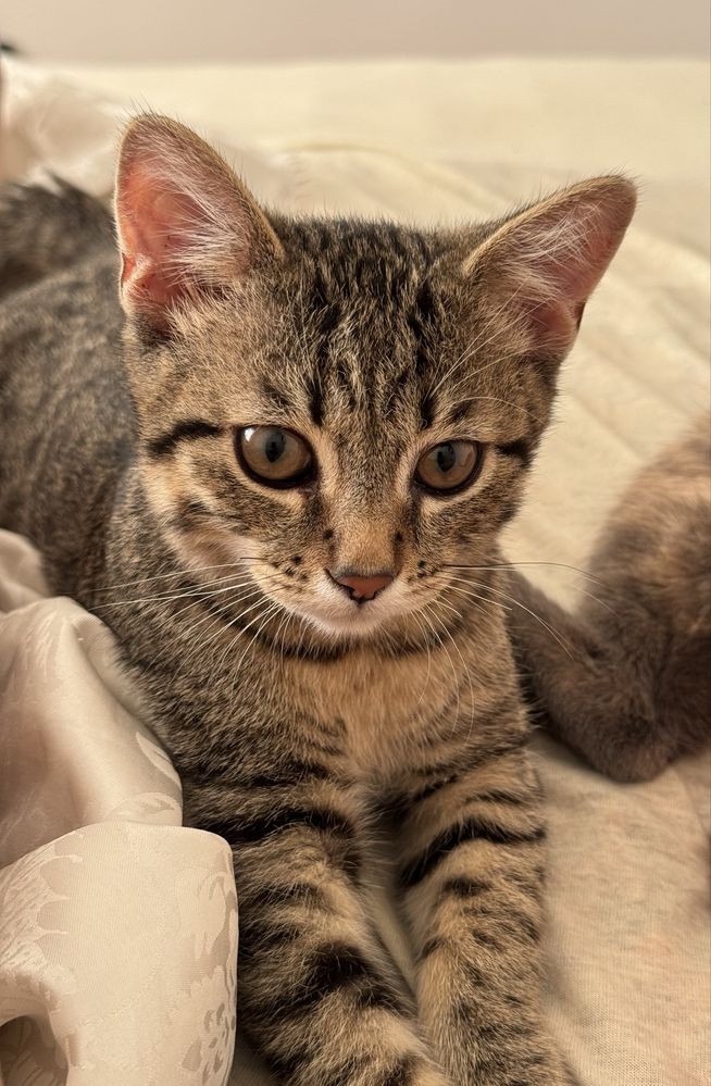 Отдам котенка мальчик