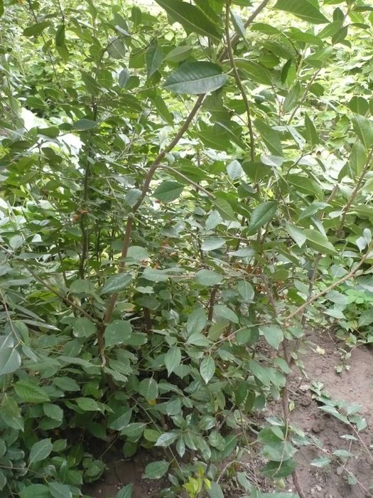 Саженцы вишни и других дачных деревьев и кустарников