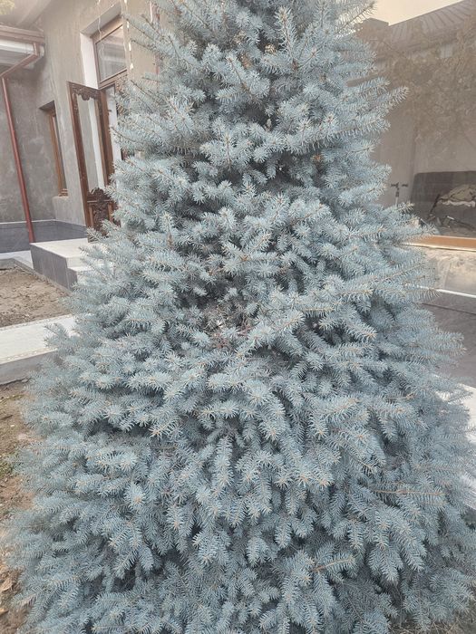 Голубой ель Ёлка