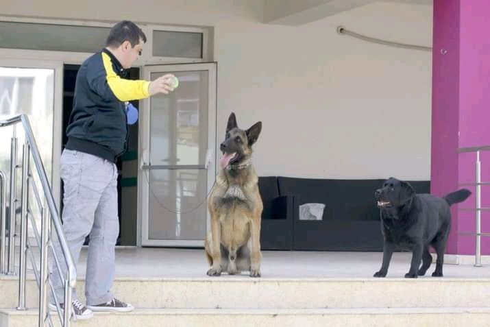 Dresaj cainii la domiciliu