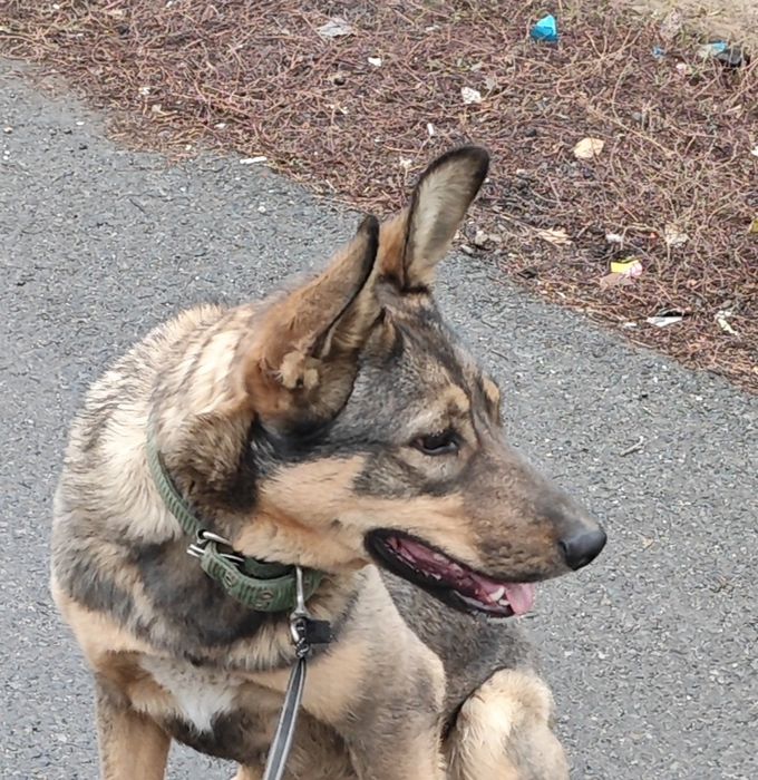 Продам собаку в хорошие руки, умная сука год команды знает активная