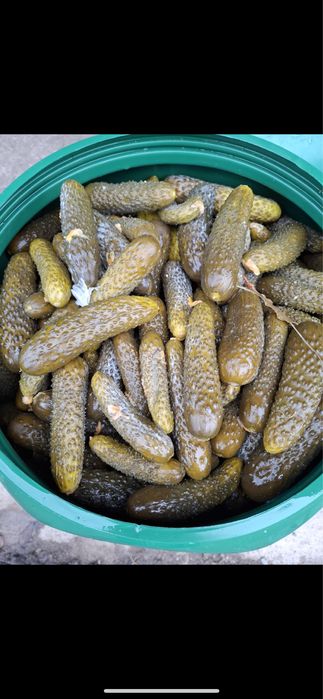 Castraveti in saramura/ castraveti murati !