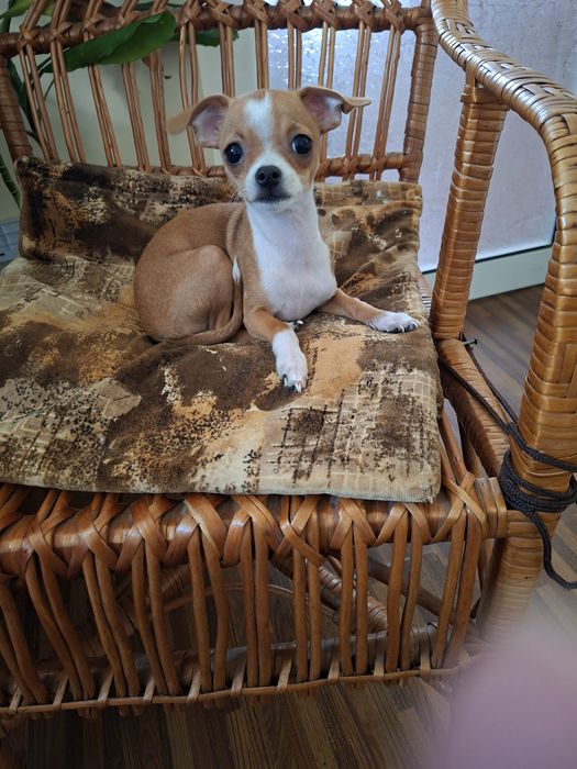 Чихуа хуа момченце търси своето семейство