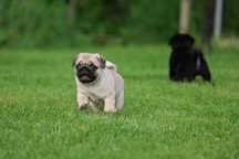 Mops Pug Mascul cu pedigree canisa autorizata Dogisland