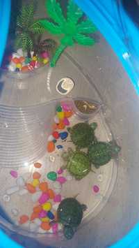 Продам аквариумных черепах