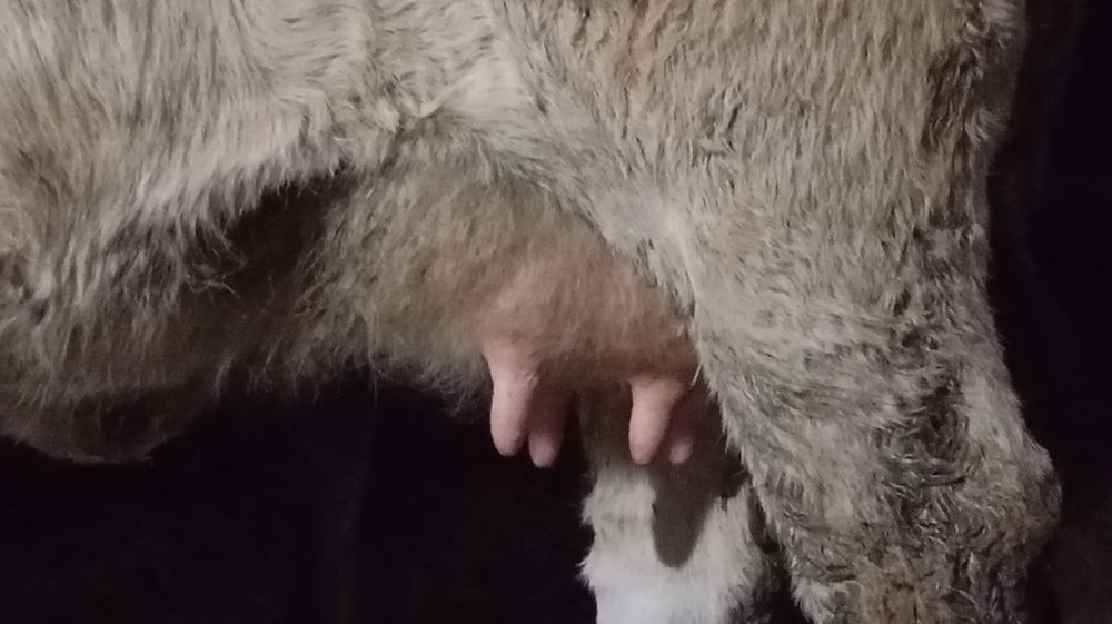 Vând vacă cu vițel