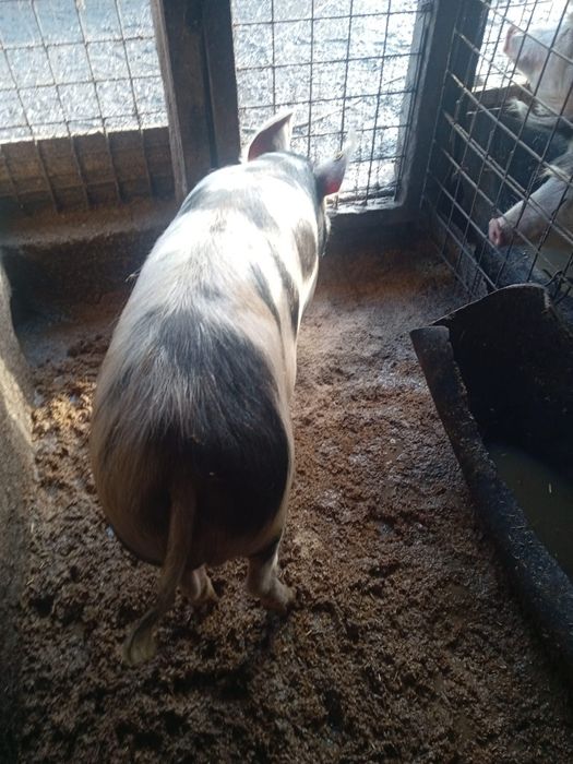 Cereale grâu de anul asta 80-250 kg