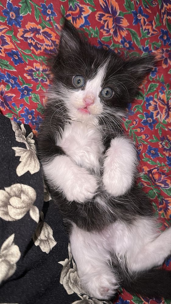 Котенок хороший добрый мальчик отдаю  хорошие руки