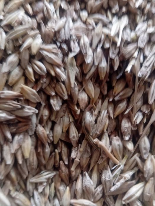 Продам овёс,  ячмень сухой