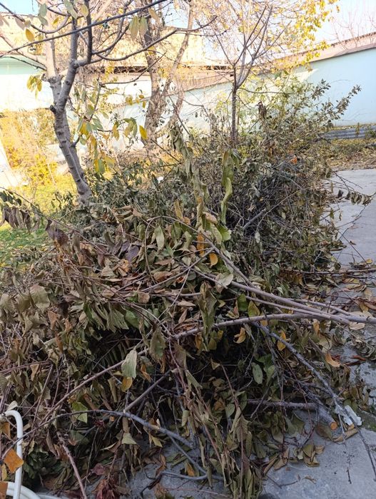 Oʻtin bor chopilgani ham qoʻshib beriladi