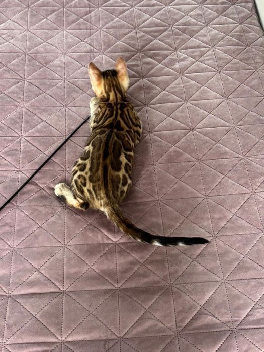 Pui bengal cu pedigree