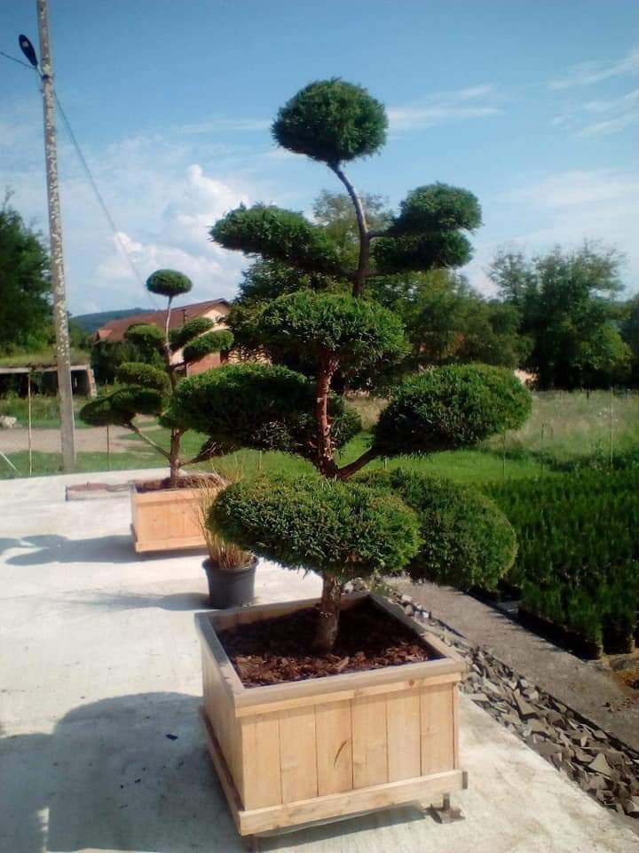 Plante ornamentale