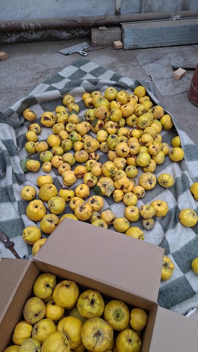 Продаёться Айва сочная ,вырощена без химикатов,полезно всего организма