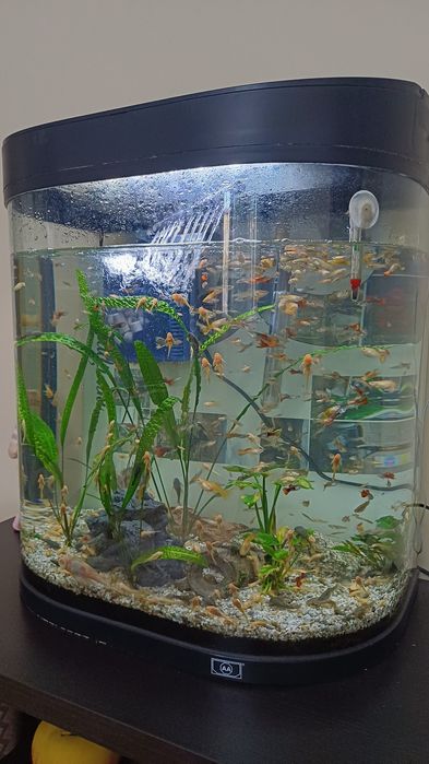 Vand acvariu cu pesti .