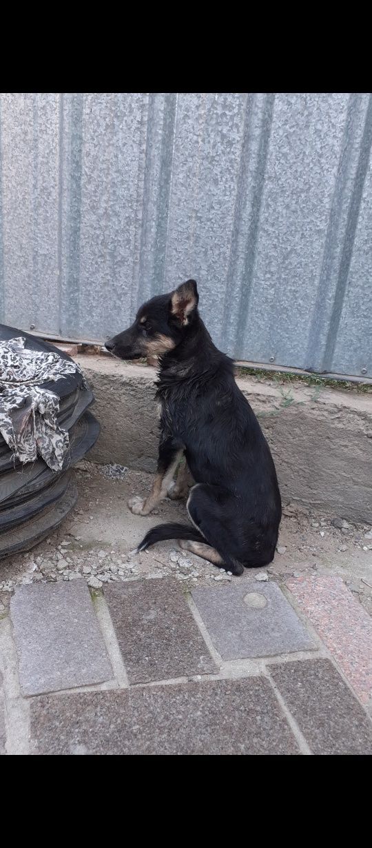 Пропала собака В районе Бурундайской Дамбы на платине