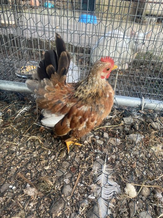 Gaini serama vand sau schimb