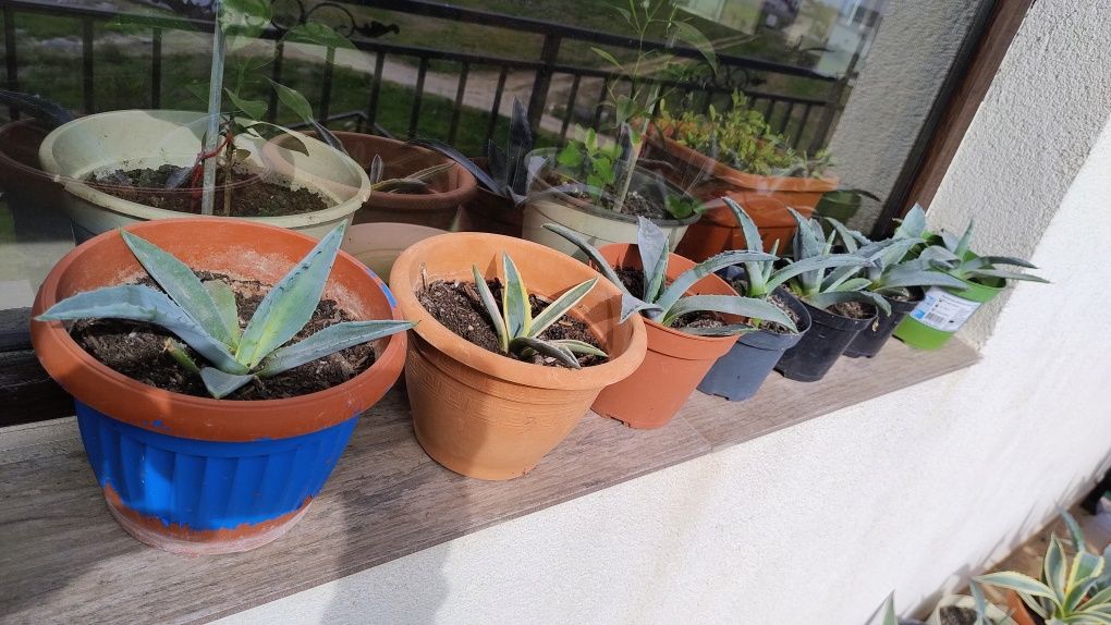 De vânzare agave, americane și albastre.