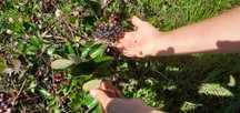 Livada de  Aronia 2 Ha