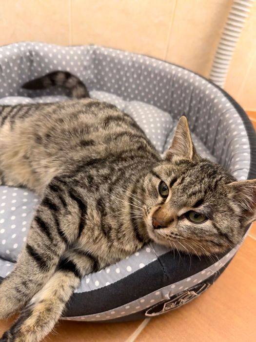 Малко котенце търси дом