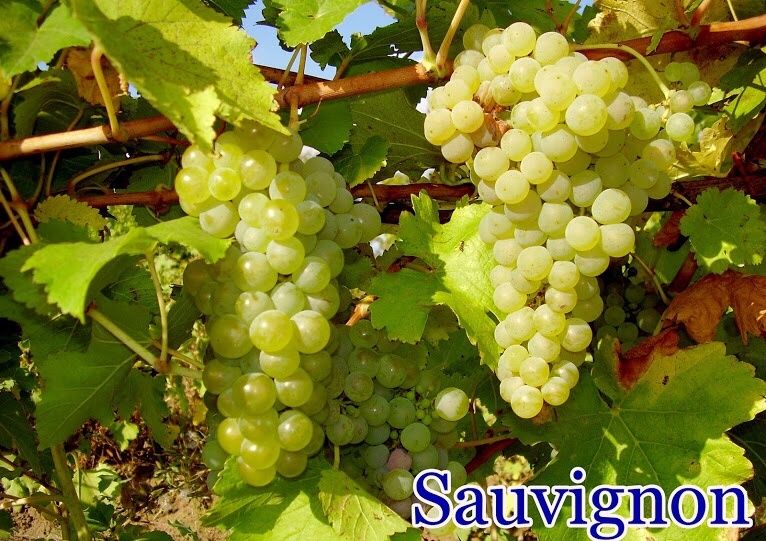 Butasi vita de vie Bz