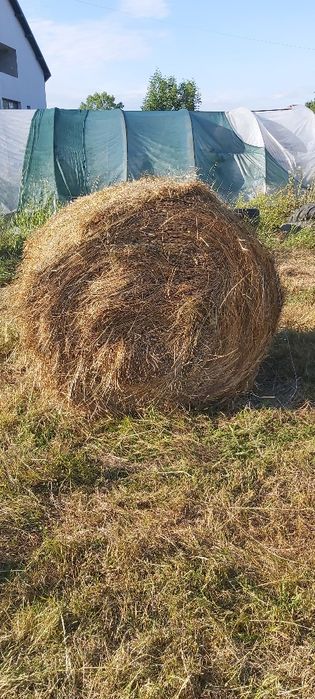 Vind baloti fin, fan . Productie an 2025