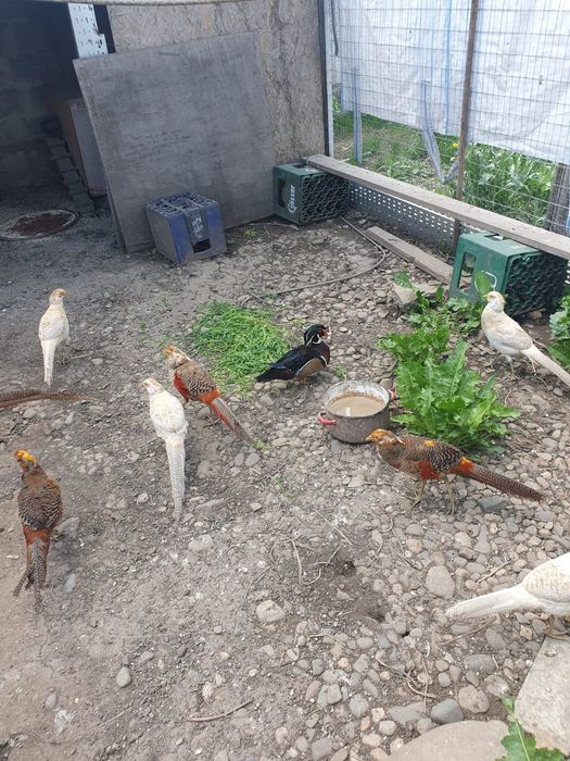 Fazani auriu cu galben/roșu