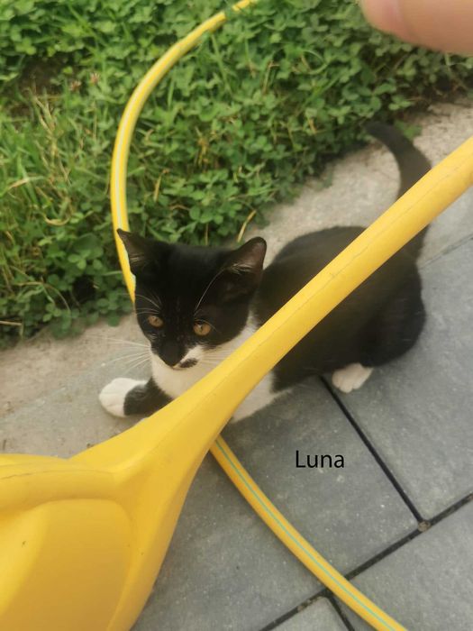 Donez pui pisica in Arges, Adoptie pisici Arges