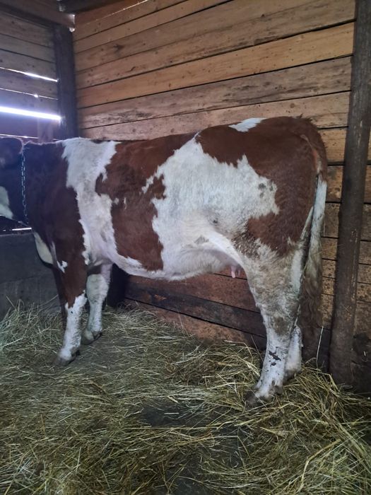 Vând vacă de 3 ani gestantă de 9luni