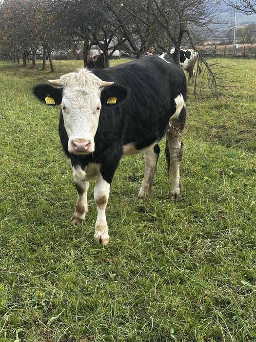 Vand juninca gestanta 5 luni