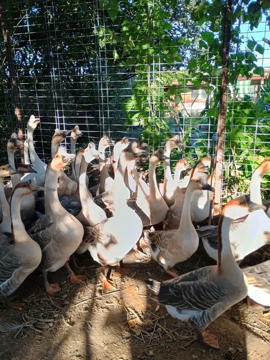 gaste chinezesti curunculate