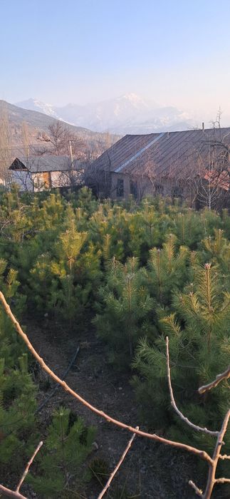 Manzalari ko'chatlar sotiladi. Narxini kelishamiz optim dona.