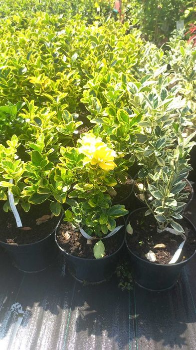 Plante ornamentale și fructiferi – Transformă-ți grădina cu noi!