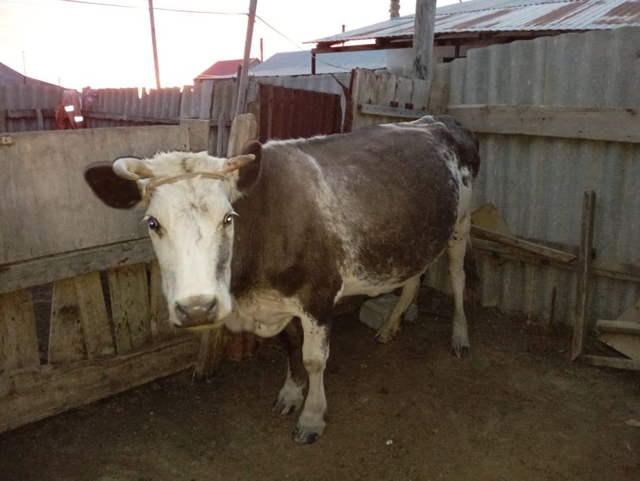 Жамбыл ауылынан сиырлар сатылады