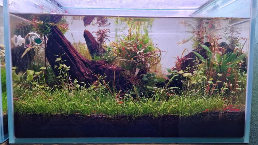 Аквариум Clear Vision - CO₂ система, Oase, Chihiros и шкаф – гаранция