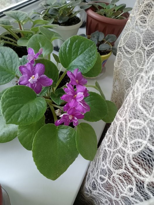 Фиалки свежевыращеные , первое цветение 1000т.