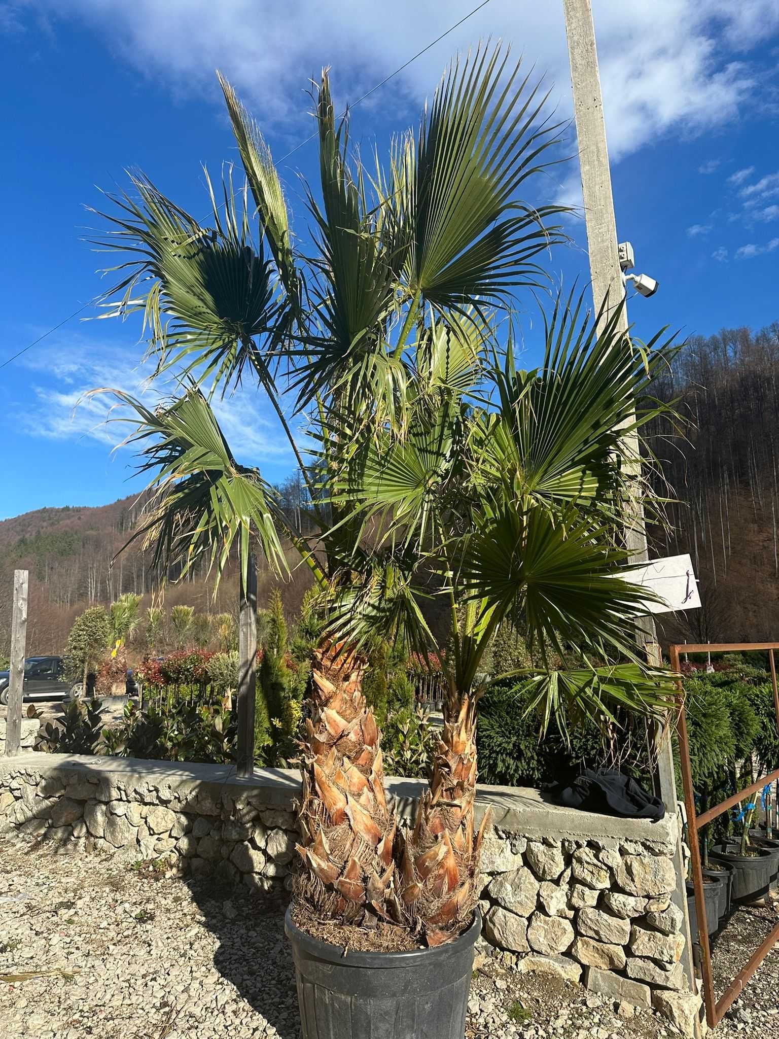 Palmieri Trachycarpus Fortunei, Washingtonia robusta rezista la îngheț