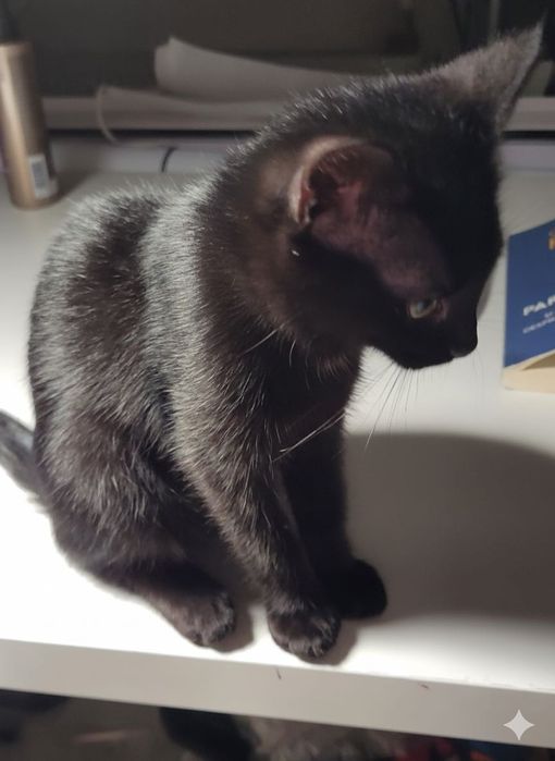 Pentru adopție - pui (femelă) de culoare neagră