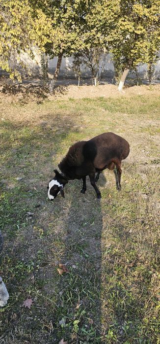 Xisori qo'chqor sotiladi